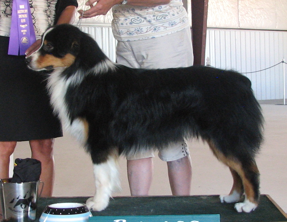 Australian-shepherd-puppy-litter-three