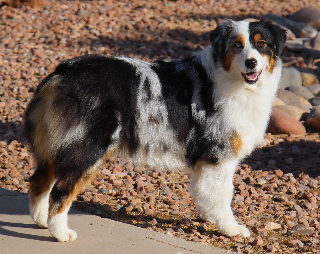 Prestige Australian Shepherds